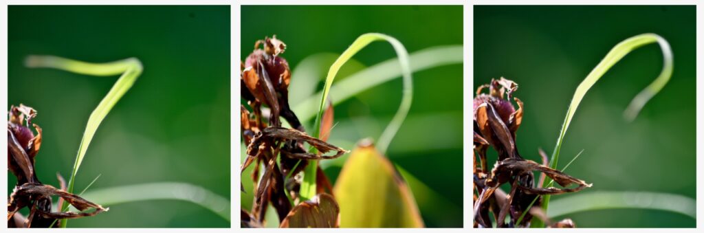 Three close-ups of grass and dead flowers