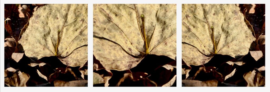 Three extreme close-ups photos of dead redbud  tree leaves