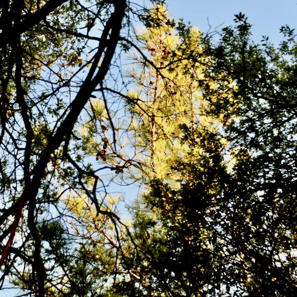 Photo of a pine tree with gold-green needles behind some shadowy oak trees. A blue sky lies beyond. Image by Luis Jimenez-Ridruejo
