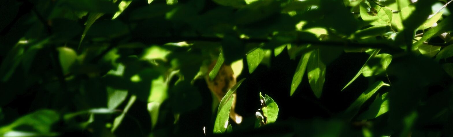 Green leaves with sunshine glowing through them. Photo by Luis Jimenez-Ridruejo